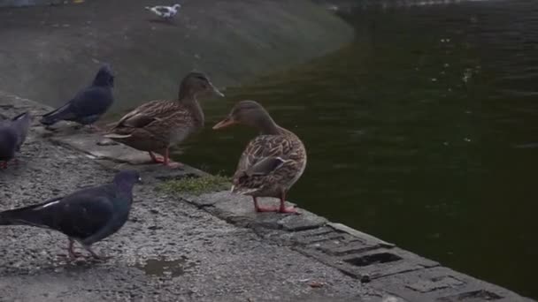 Beautiful duck on the lake in autumn — Stock Video