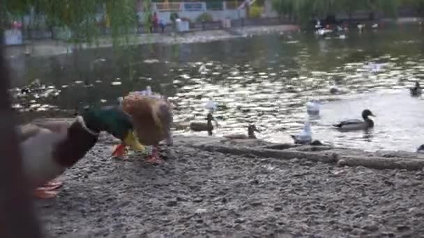 Krásná kachna na jezeře na podzim — Stock video