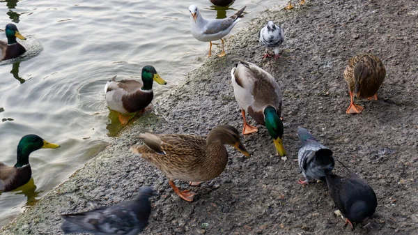 오리와 비둘기들이 호수의 물가에서 먹이를 찾고 있다 — 스톡 사진
