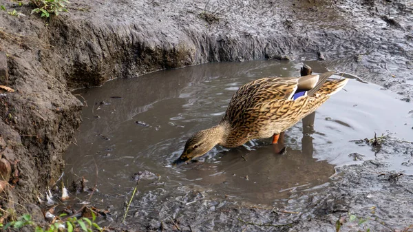 Ördek su birikintisinde yiyecek arıyor. — Stok fotoğraf