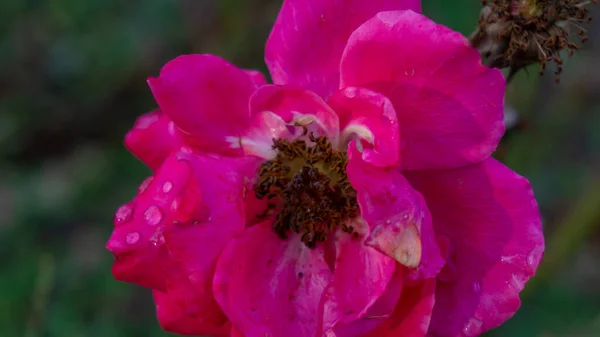 Imagen de hermosa rosa fresca en Andalucía — Foto de Stock