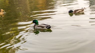 Sonbaharda gölde güzel bir ördek