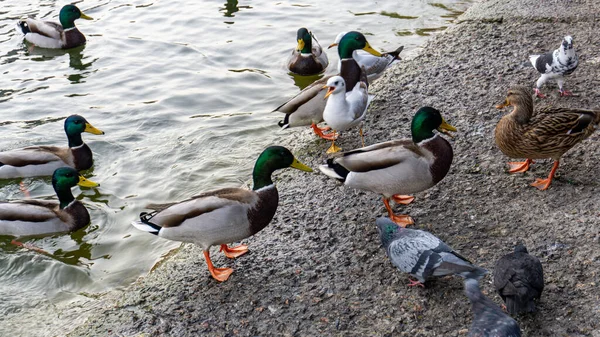 오리와 비둘기들이 호수의 물가에서 먹이를 찾고 있다 — 스톡 사진