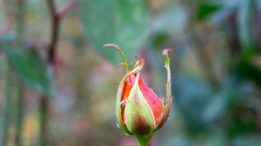 Endülüs 'teki güzel taze gülün görüntüsü