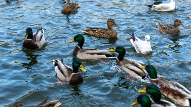 Güzel ördekler sonbaharda gölde yüzerler.