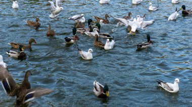 Güzel ördekler sonbaharda gölde yüzerler.