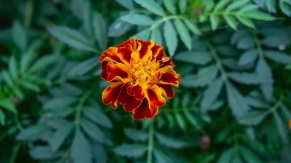 stock image beautiful autumn close-up of the flower 