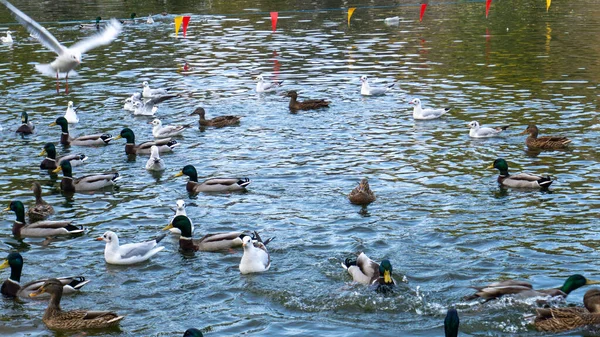 Hermosos patos nadan en el lago en otoño — Foto de Stock