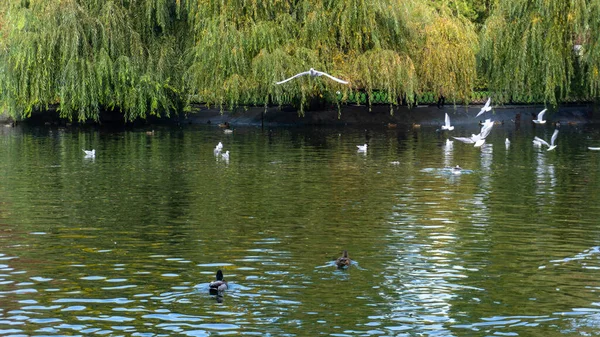 Beautiful ducks swim on the lake in autumn — Stock Photo, Image