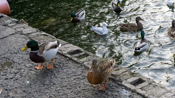 Enten und Tauben auf Nahrungssuche am Ufer des Sees — Stockfoto