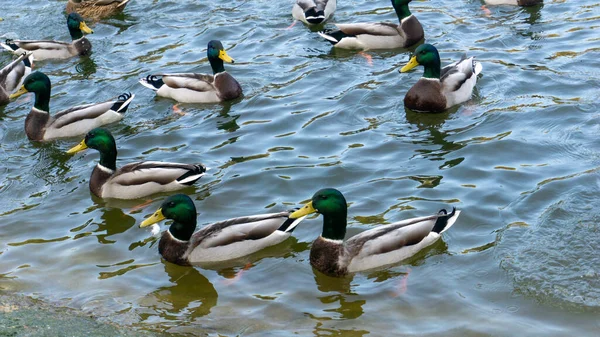 Gyönyörű kacsák úsznak a tavon ősszel. — Stock Fotó