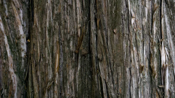 Vackra gamla träd bark närbild — Stockfoto