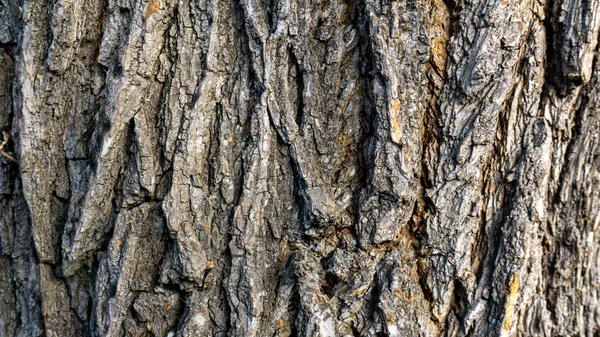 Krásný starý strom kůra zblízka — Stock fotografie