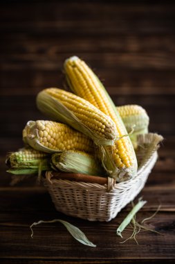 taze mısır koçanı