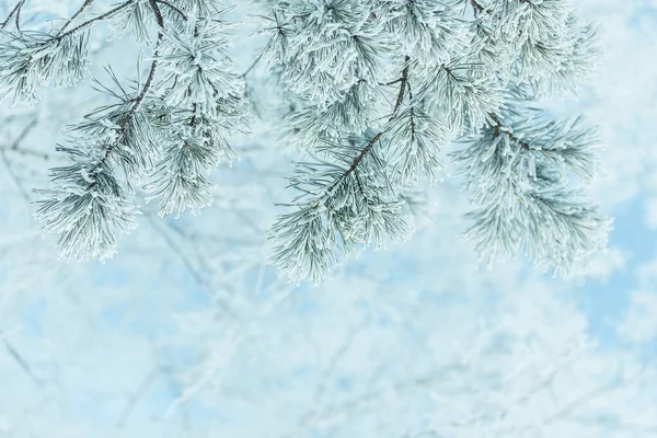 Winter Achtergrond Van Dennentakken Tegen Blauwe Lucht Ruimte Voor Een — Stockfoto