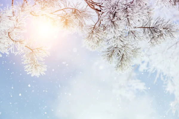 Winter Hintergrund Von Kiefernzweigen Gegen Den Himmel Und Sonnenstrahlen Und — Stockfoto