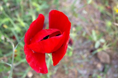 Güneşli bir günde yeşil tarlada mahsur kalmış haşhaş çiçeği. Resim yakın görünümü.