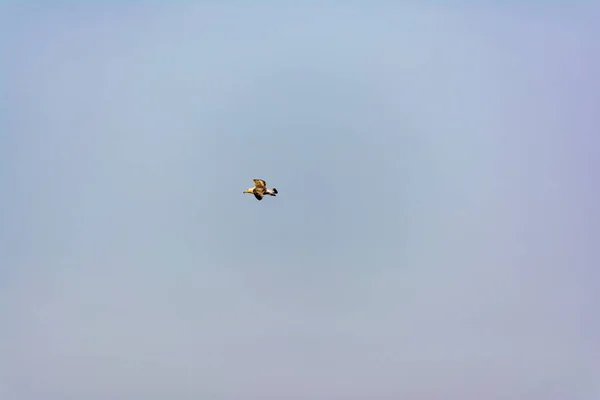 在蓝天上飞翔的海鸥 希腊阿提卡 — 图库照片