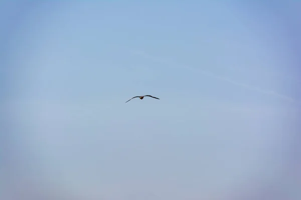 Gaviota Voladora Cielo Azul Ática Grecia —  Fotos de Stock