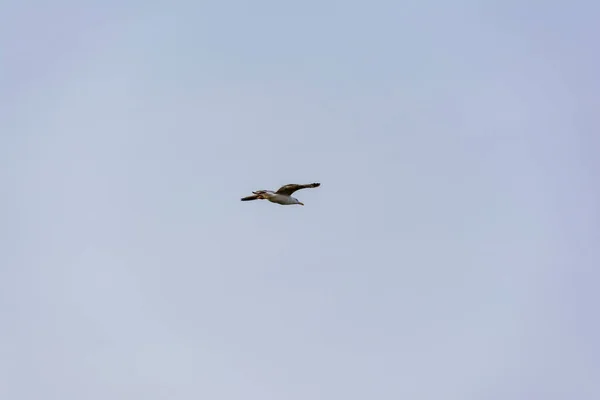 Летающая Чайка Голубом Небе Аттика Греция — стоковое фото