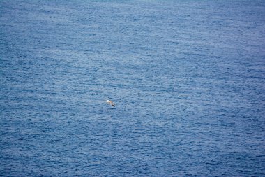 Mavi denizde uçan martılar gibi. Attica, Yunanistan.