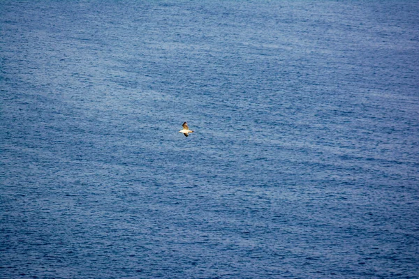 Mavi denizde uçan martılar gibi. Attica, Yunanistan.