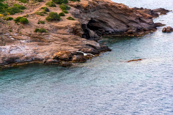 Gaviota Volando Sobre Mar Ática Grecia — Foto de Stock