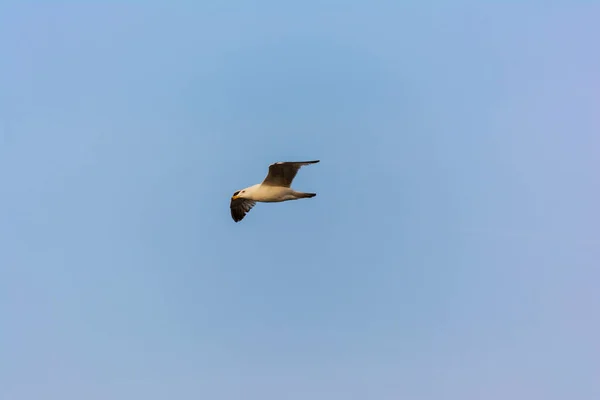 Fliegende Möwe Blauen Himmel Attika Griechenland — Stockfoto
