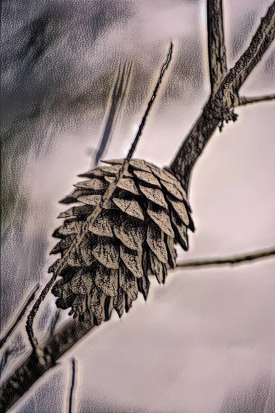 Pine Cone Close Branch Digital Paint — Stock Photo, Image