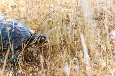 Bir kaplumbağa Atina ve Yunanistan 'da geziniyor.