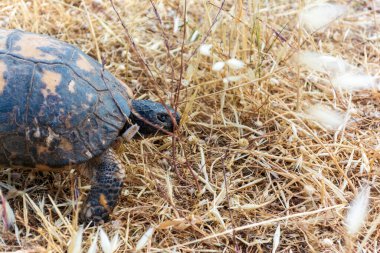 Bir kaplumbağa Atina ve Yunanistan 'da geziniyor.
