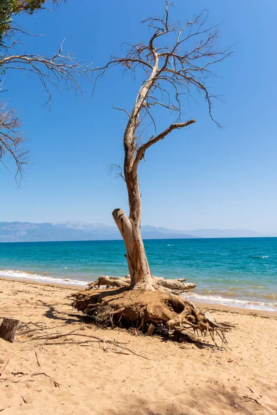 Messinia Daki Velika Plajında Kurumuş Bir Ağaç Yunanistan — Stok fotoğraf