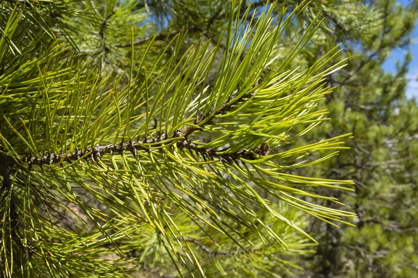 Primer plano de agujas de pino verde — Foto de Stock