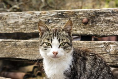 Kedi bankta oturuyor.