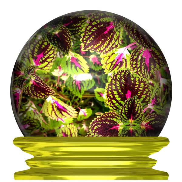 Bloemen in een kristallen bol — Stockfoto