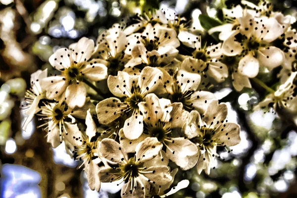 Almond Artistic Flowers — Stock Photo, Image