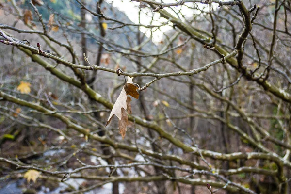 冬季森林树木上的干叶 — 图库照片