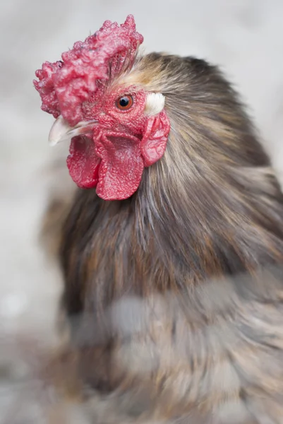 Rooster — Stock Photo, Image