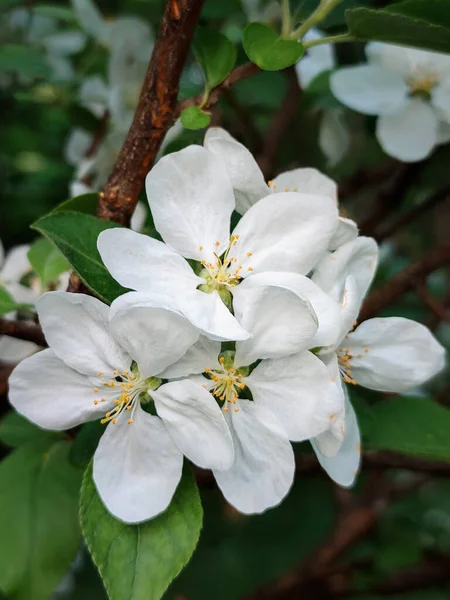 White Petals Blooming Apple Tree Close — Stock Fotó