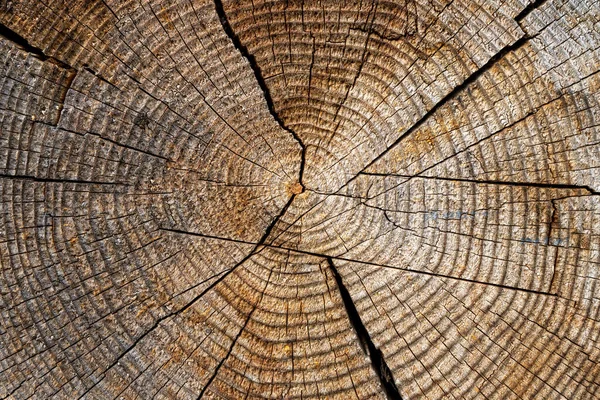 Ετήσιοι Δακτύλιοι Ενός Παλιού Δέντρου Στο Κόψιμο Υφές Και Υπόβαθρα — Φωτογραφία Αρχείου