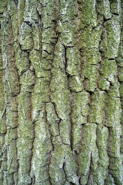 Struktura Kůry Stromu Pokrytá Zeleným Lišejníkem Svislé Pozadí — Stock fotografie