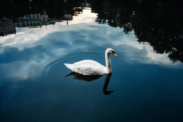 Cisne Branco Nada Uma Lagoa Com Reflexos Cidade — Fotografia de Stock