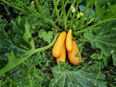 Bahçe yatağında taze kabak güz hasadı