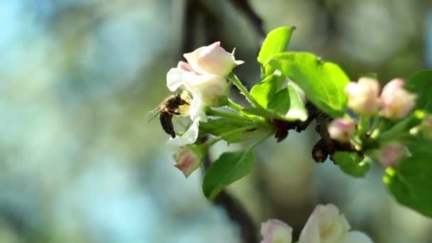 Fondo de flor de primavera con abeja — Vídeos de Stock