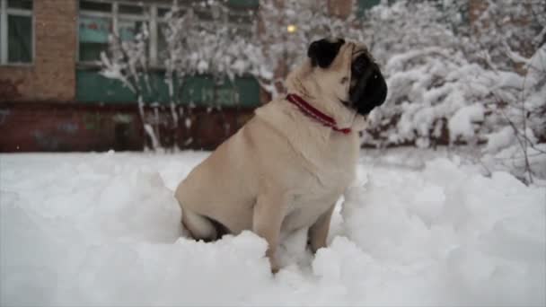 男性只八哥幼犬和雪的草地上坐着。慢动作 — 图库视频影像