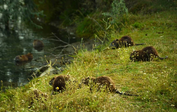 Groep Nutria Voeden Buurt Van Het Moeras Moeras — Stockfoto