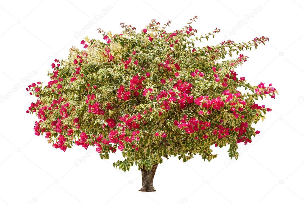Bougainvillea tree (paper flower) tropical plant isolated on white background.