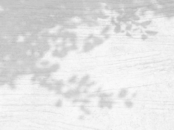 Εφέ Επικάλυψης Σκιών Φυσικές Σκιές Κλαδιών Δέντρων Φύλλων Λευκή Τσιμεντένια — Φωτογραφία Αρχείου