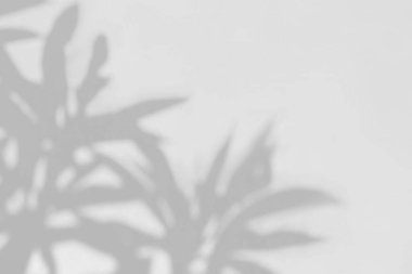 Bitki, gri arkaplanda doğal gölgeyi bırakır, fotoğraf, taklit, ürün, duvar sanatı, tasarım sunumu için üstüste efekt