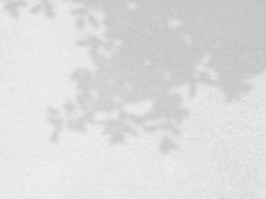 Doğal yapraklar ağaç dalının gölgesi çimento arka planda örtülür, fotoğraf için örtülür, taklit edilir, ürün, duvar sanatı, tasarım sunumu